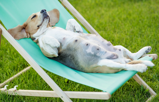 Gebe Köpeklerin Beslenmesi