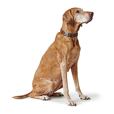 Hunter Köpek Boyun Tasması Wolmar Alu-Strong Kahve Taba 40-55/L - 6