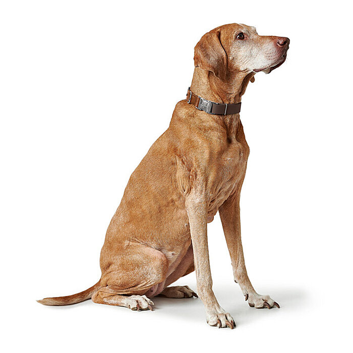 Hunter Köpek Boyun Tasması Wolmar Alu-Strong Kahve Taba 40-55/L - 6