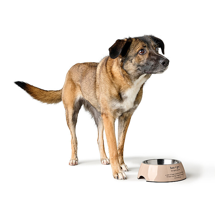 Hunter Köpek Mama Kabı Luton Bej 700ml - 5