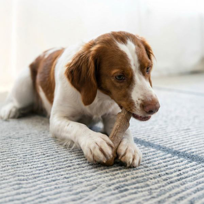 Petstages Dogwood Köpek Ahşap Çiğneme Çubuğu Medium - 5