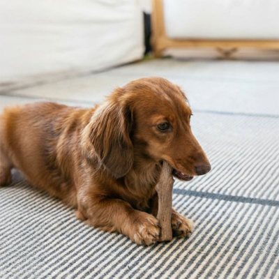 Petstages Dogwood Köpek Ahşap Çiğneme Çubuğu Small - 5