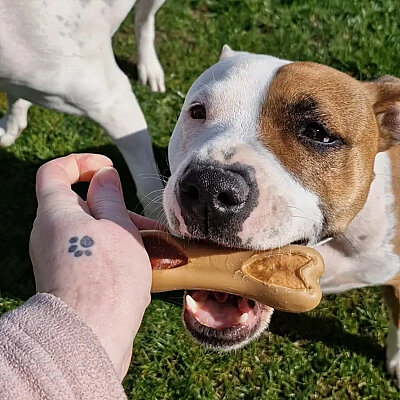Pow Duo Köpek Ödül Kemiği - Tavuk&Ördek, 2 Adet/128g (1)