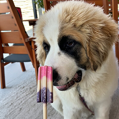 Pup Ice Dondurulabilir Köpek Ödülü - Çikolata&Yaban Mersini, 2 Adet/90g (1)