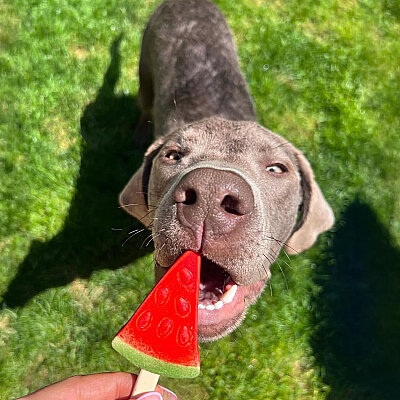 Pup Ice Dondurulabilir Köpek Ödülü - Karpuz, 3 Adet/90g (1)