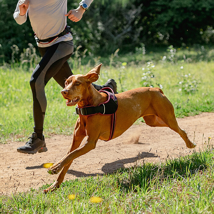 Rogz Air Tech Sport Harness Köpek Göğüs Tasması Large - Kırmızı - 2