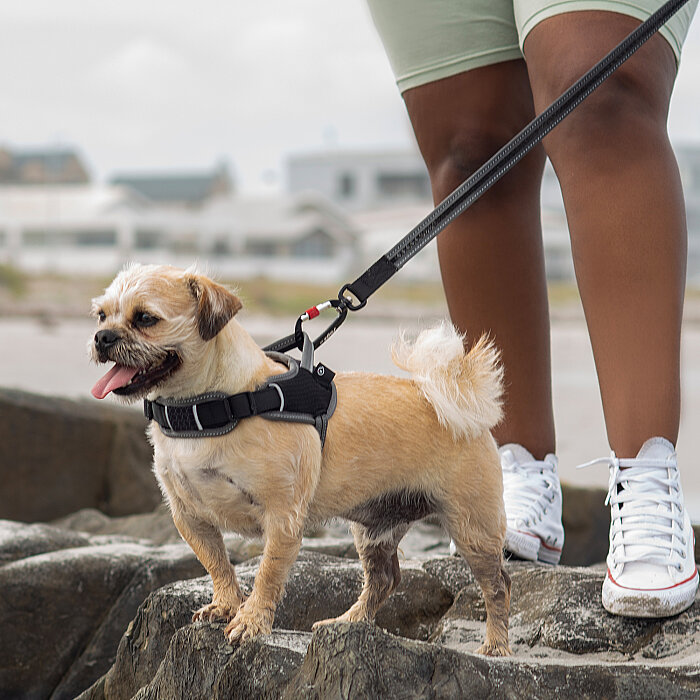 Rogz Air Tech Sport Harness Köpek Göğüs Tasması Medium - Gri - 3