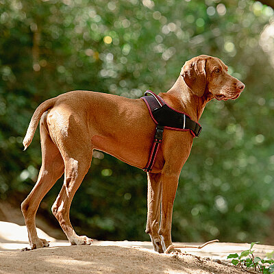 Rogz Air Tech Sport Harness Köpek Göğüs Tasması Medium - Kırmızı - 3