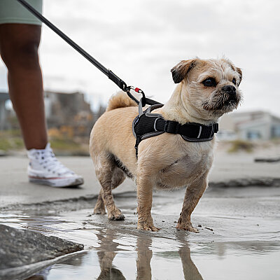 Rogz Air Tech Sport Harness Köpek Göğüs Tasması Medium - Siyah (1)