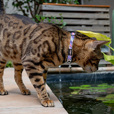 Rogz Catz Fusioncat Collar Kedi Boyun Tasması - Çizgili Mor - 3