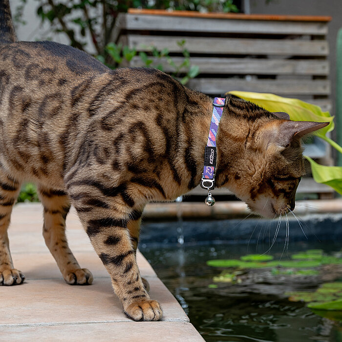 Rogz Catz Fusioncat Collar Kedi Boyun Tasması - Çizgili Mor - 3