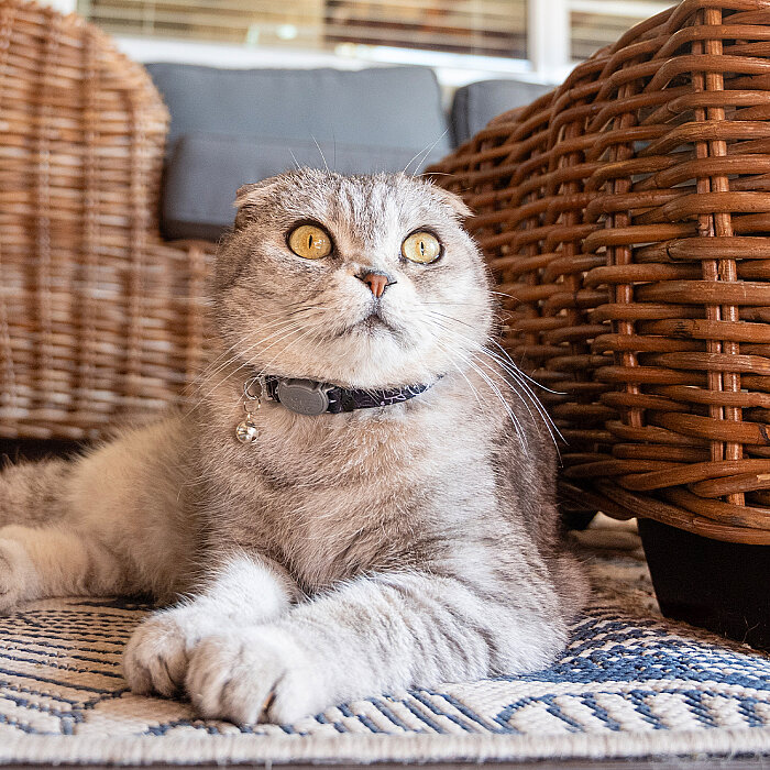 Rogz Catz Fusioncat Collar Kedi Boyun Tasması - Gece Siyahı - 4