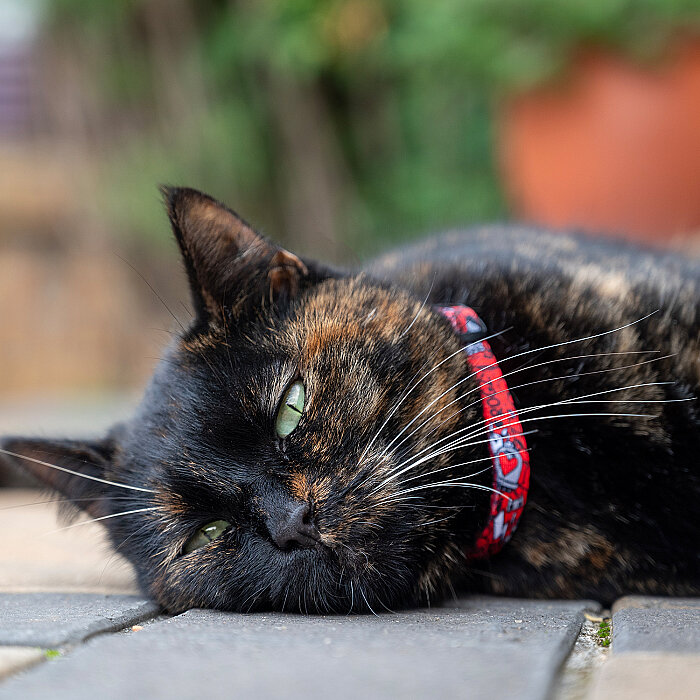 Rogz Catz Fusioncat Collar Kedi Boyun Tasması - Kırmızı - 2