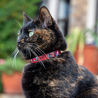 Rogz Catz Fusioncat Collar Kedi Boyun Tasması - Kırmızı - 3