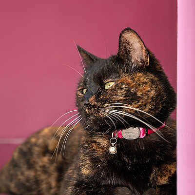 Rogz Catz Fusioncat Collar Kedi Boyun Tasması - Pembe - 3