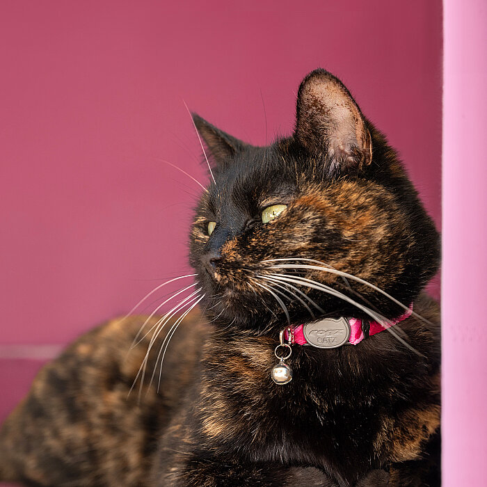 Rogz Catz Fusioncat Collar Kedi Boyun Tasması - Pembe - 3