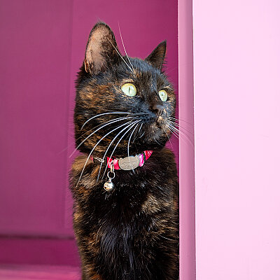 Rogz Catz Fusioncat Collar Kedi Boyun Tasması - Pembe - 4