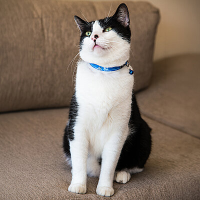 Rogz Catz Kiddycat Collar Kedi Boyun Tasması - Mavi - 4