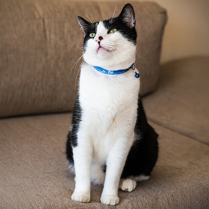 Rogz Catz Kiddycat Collar Kedi Boyun Tasması - Mavi - 4