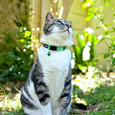 Rogz Catz Kiddycat Collar Kedi Boyun Tasması - Yeşil - 4