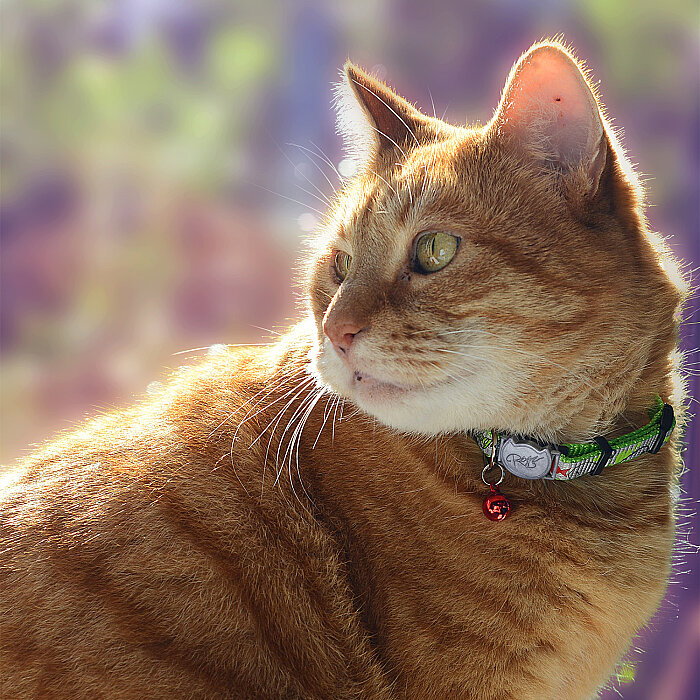 Rogz Catz Reflectocat Collar Kedi Boyun Tasması - Yeşil - 4