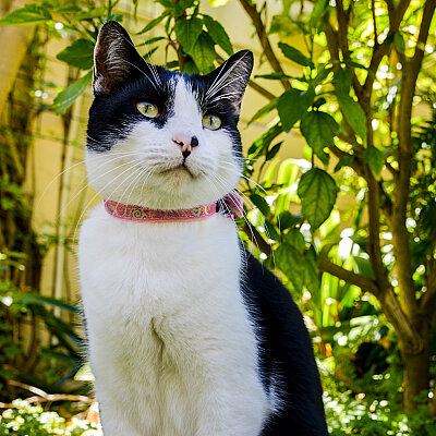 Rogz Catz Sparklecat Collar Kedi Boyun Tasması - Pembe - 4