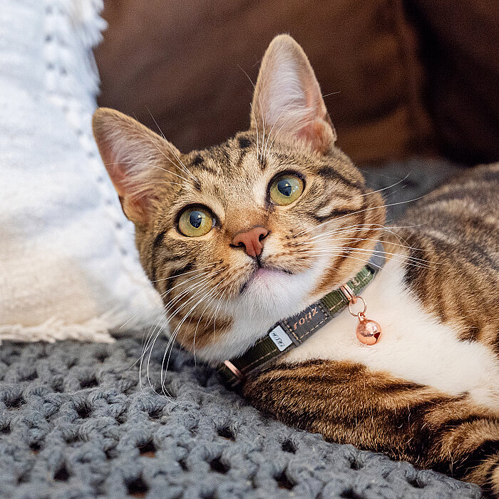 Rogz Catz Urbancat Collar Kedi Boyun Tasması - Yeşil - 3