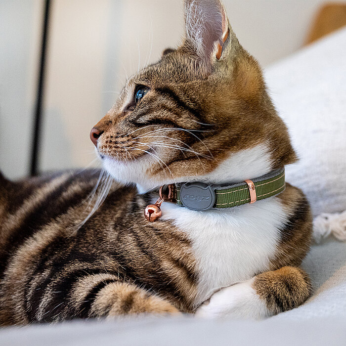 Rogz Catz Urbancat Collar Kedi Boyun Tasması - Yeşil - 4
