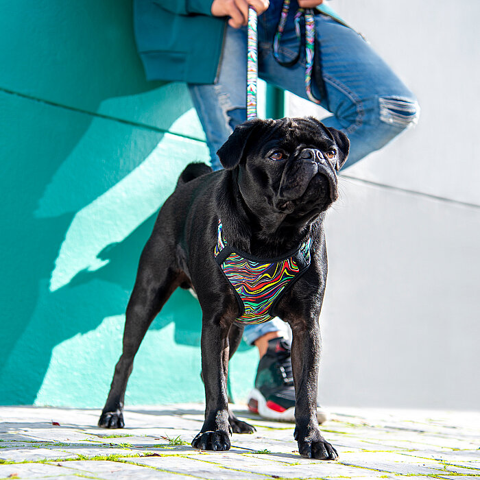 Rogz Fashion Tuig Köpek Göğüs Tasması Xsmall - Siyah - 3