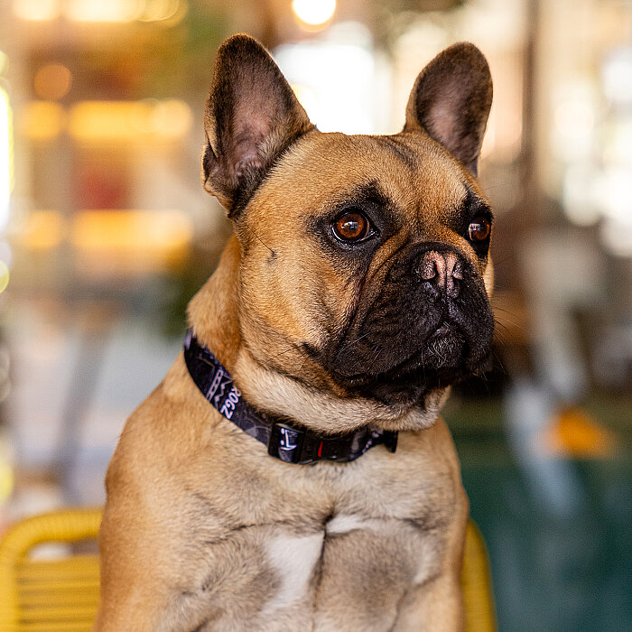 Rogz Fusion Collar Köpek Boyun Tasması Xlarge - Gece Siyahı - 3