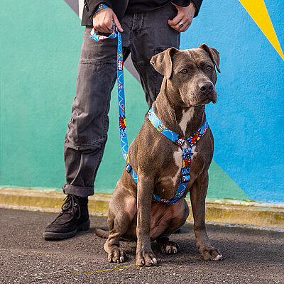Rogz Fusion Harness Köpek Göğüs Tasması Small - Mavi - 3