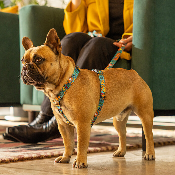 Rogz Fusion Line Köpek Gezdirme Kayışı Large - Turkuaz - 4