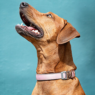 Rogz Urban Collar Köpek Boyun Tasması Large - Pembe (1)
