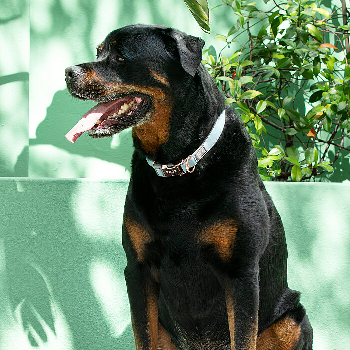 Rogz Urban Collar Köpek Boyun Tasması Small - Turkuaz - 3