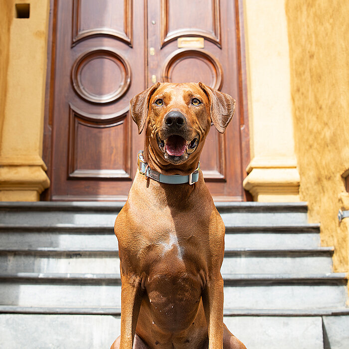 Rogz Urban Collar Köpek Boyun Tasması Small - Turkuaz - 4