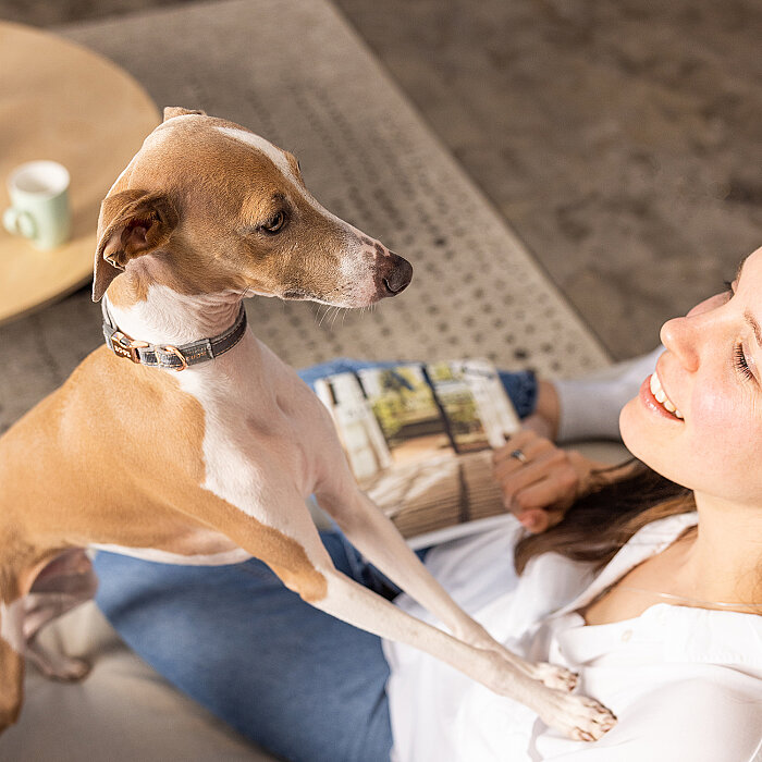 Rogz Urban Collar Köpek Boyun Tasması Xsmall - Gri - 3