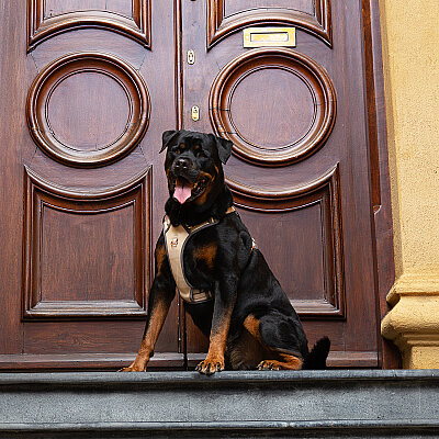 Rogz Urban Explore Tuig Köpek Göğüs Tasması Medium - Kahverengi - 2
