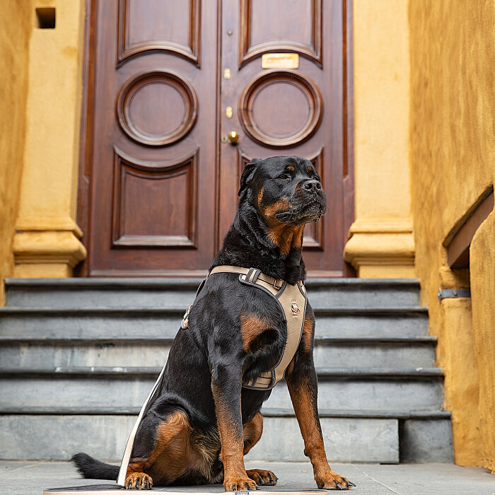 Rogz Urban Explore Tuig Köpek Göğüs Tasması Medium - Kahverengi - 3