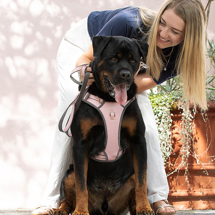 Rogz Urban Explore Tuig Köpek Göğüs Tasması Medium - Pembe - 2