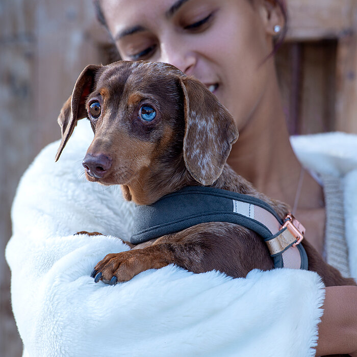 Rogz Urban Fast Fit Tuig Köpek Göğüs Tasması Medium - Kahverengi - 4