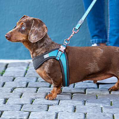 Rogz Urban Fast Fit Tuig Köpek Göğüs Tasması Medium - Turkuaz - 4