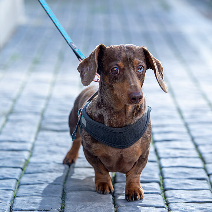 Rogz Urban Fast Fit Tuig Köpek Göğüs Tasması Xsmall - Turkuaz - 3
