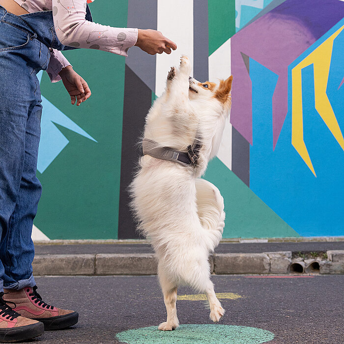 Rogz Urban Fast Fit Tuig Köpek Göğüs Tasması Xsmall - Yeşil - 4