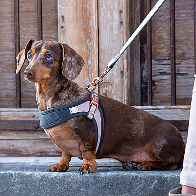 Rogz Urban Line Köpek Gezdirme Kayışı Medium - Kahverengi - 3