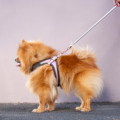 Rogz Urban Line Köpek Gezdirme Kayışı Medium - Pembe - 3