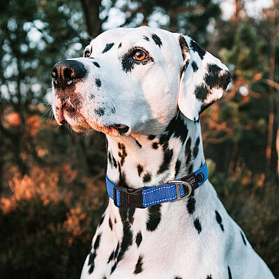 Rogz Utility Collar Köpek Boyun Tasması Large - Mavi - 3