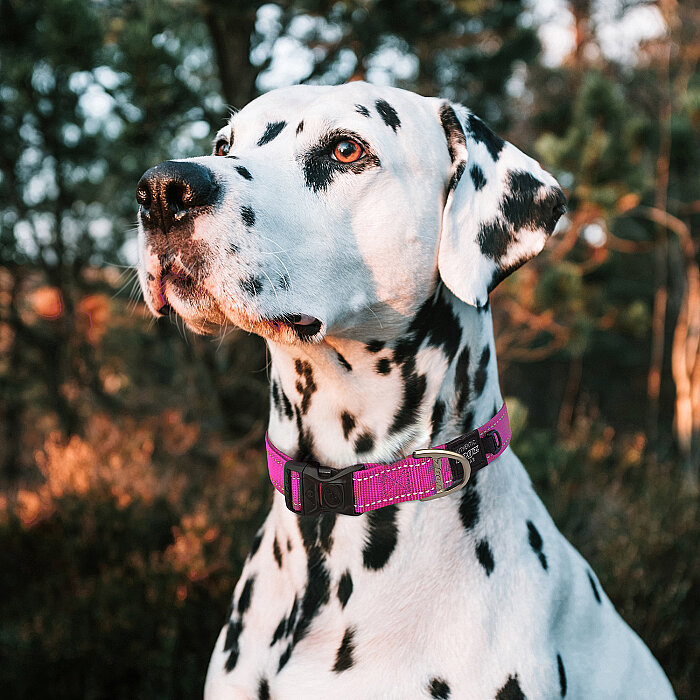 Rogz Utility Collar Köpek Boyun Tasması Large - Pembe - 3