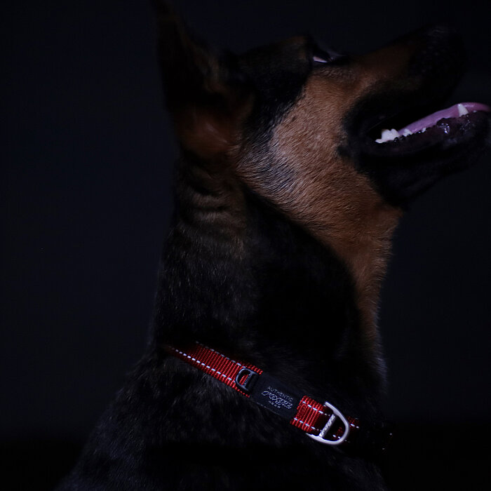 Rogz Utility Collar Köpek Boyun Tasması Medium - Kırmızı - 3