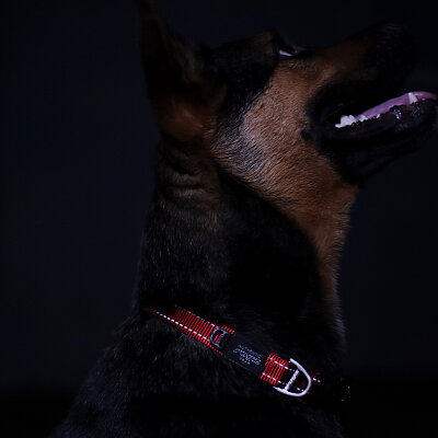 Rogz Utility Collar Köpek Boyun Tasması Small - Kırmızı - 3