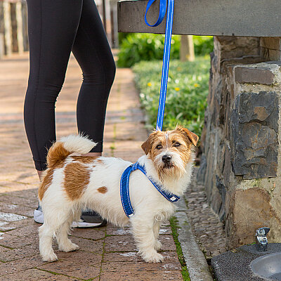 Rogz Utility Line Köpek Gezdirme Kayışı Large - Mavi - 3
